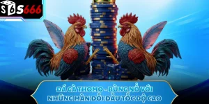 Đá Gà Thomo - Bùng Nổ Với Những Màn Đối Đầu Tốc Độ Cao