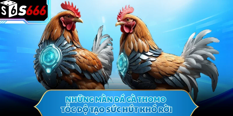 Những màn đá gà Thomo tốc độ tạo sức hút khó rời